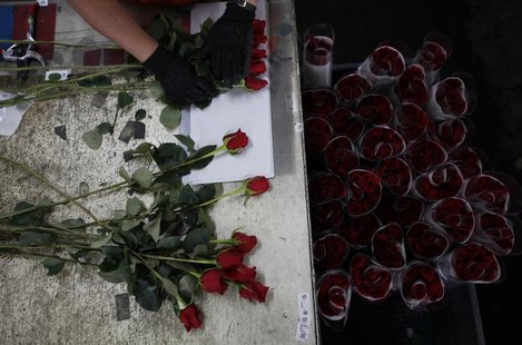 A worker selects roses for export before Valentine's Day at Elite Flowers in Facatativa February 6, 2013. REUTERS/John Vizcaino A worker selects roses for export before Valentine's Day at Elite Flowers in Facatativa February 6, 2013. REUTERS/John Vizcaino