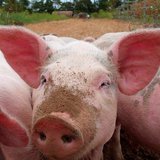 Pigs Pigs