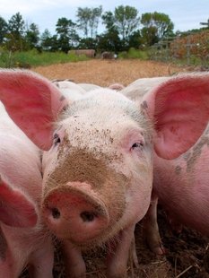 Pigs Pigs
