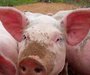 Pigs