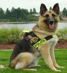 police dog police dog