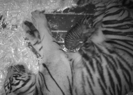 A Sumatran tiger named "Leanne" is shown sleeping beside her newborn cub in this February 13, 2013 handout photo supplied by the San Francis A Sumatran tiger named "Leanne" is shown sleeping beside her newborn cub in this February 13, 2013 handout photo supplied by the San Francis