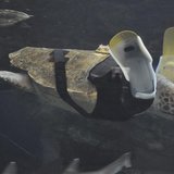 A 25-year-old female loggerhead turtle named Yu swims after receiving her 27th pair of prosthetic flippers at the Suma Aqualife Park in Kobe A 25-year-old female loggerhead turtle named Yu swims after receiving her 27th pair of prosthetic flippers at the Suma Aqualife Park in Kobe