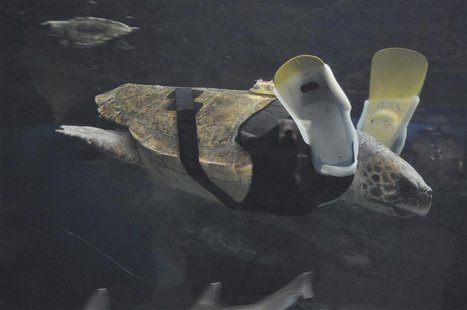 A 25-year-old female loggerhead turtle named Yu swims after receiving her 27th pair of prosthetic flippers at the Suma Aqualife Park in Kobe A 25-year-old female loggerhead turtle named Yu swims after receiving her 27th pair of prosthetic flippers at the Suma Aqualife Park in Kobe