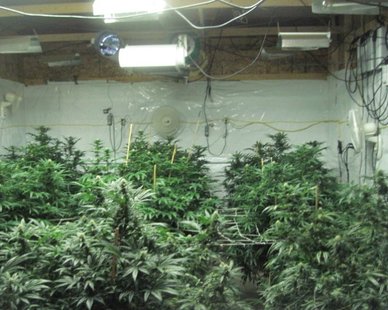 A marijuana plant growing operation (photo courtesy Van Buren Co. Sheriff's Dept.) A marijuana plant growing operation (photo courtesy Van Buren Co. Sheriff's Dept.)
