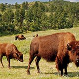 Bison in Custer State Park, South Dakota - Public domain photo