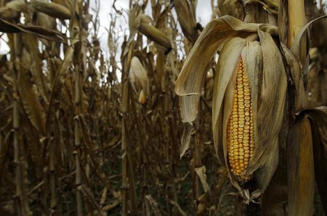 The last of the 2012 drought-stricken corn is seen at Mayne's Tree Farm in Buckeystown, Maryland October 27, 2012. REUTERS/Gary Cameron The last of the 2012 drought-stricken corn is seen at Mayne's Tree Farm in Buckeystown, Maryland October 27, 2012. REUTERS/Gary Cameron