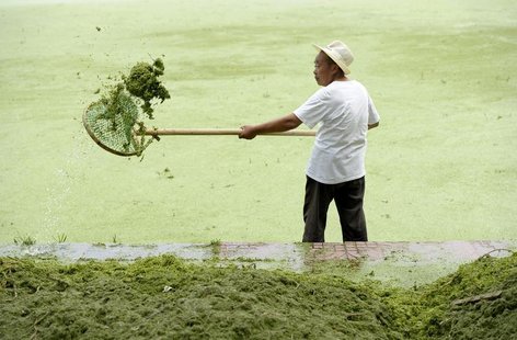 A cleaner removes algae from the algae-filled Yueya Lake in Nanjing, Jiangsu province June 8, 2012. REUTERS/Sean Yong (CHINA - Tags: SOCIETY A cleaner removes algae from the algae-filled Yueya Lake in Nanjing, Jiangsu province June 8, 2012. REUTERS/Sean Yong (CHINA - Tags: SOCIETY