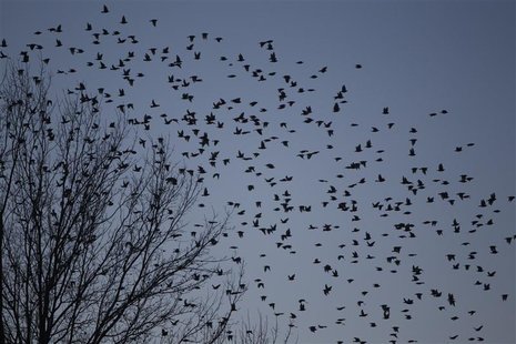 A flock of blackbirds search for trees to perch on in the town on Hopkinsville, Kentucky February 16, 2013. REUTERS/Harrison McClary A flock of blackbirds search for trees to perch on in the town on Hopkinsville, Kentucky February 16, 2013. REUTERS/Harrison McClary