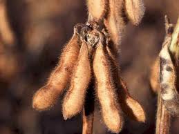 soybeans soybeans