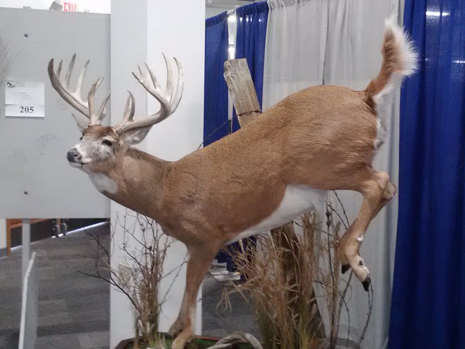 Deer herd increasing on northwest side of town