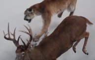 Wisconsin Deer Classic and Hunting Expo 2013 4