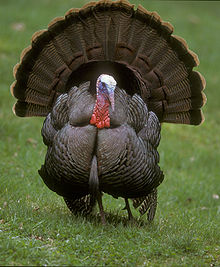 Wild turkey (courtesy of Wikipedia) Wild turkey (courtesy of Wikipedia)