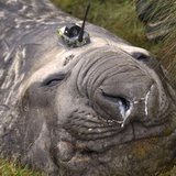 A Southern Ocean elephant seal wears a sensor on its head as it sleeps on an island in the Southern Ocean, Antarctica in this handout photo A Southern Ocean elephant seal wears a sensor on its head as it sleeps on an island in the Southern Ocean, Antarctica in this handout photo