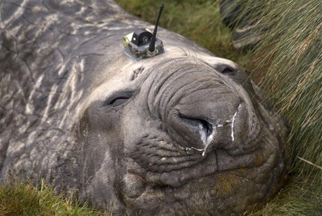 A Southern Ocean elephant seal wears a sensor on its head as it sleeps on an island in the Southern Ocean, Antarctica in this handout photo A Southern Ocean elephant seal wears a sensor on its head as it sleeps on an island in the Southern Ocean, Antarctica in this handout photo