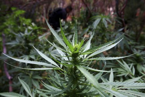 A marijuana plant is seen as officers of Baja California's State Preventive Police (PEP) search for more plants near Hongo in the municipali A marijuana plant is seen as officers of Baja California's State Preventive Police (PEP) search for more plants near Hongo in the municipali