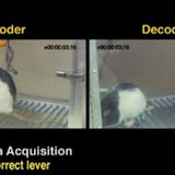 A split screen image shows an encoder rat in Natal, Brazil and decoder rat in a lab at Duke University, North Carolina. REUTERS/Nicoleilis, A split screen image shows an encoder rat in Natal, Brazil and decoder rat in a lab at Duke University, North Carolina. REUTERS/Nicoleilis,
