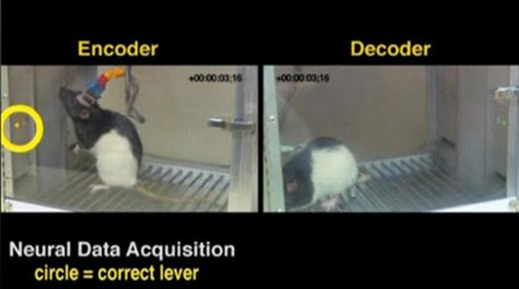 A split screen image shows an encoder rat in Natal, Brazil and decoder rat in a lab at Duke University, North Carolina. REUTERS/Nicoleilis, A split screen image shows an encoder rat in Natal, Brazil and decoder rat in a lab at Duke University, North Carolina. REUTERS/Nicoleilis,