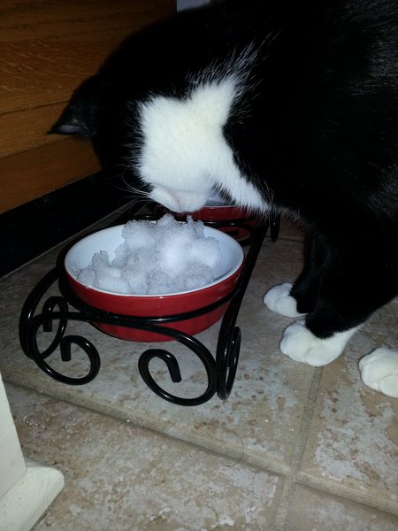 Even cats love the snow. 