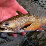 Trout