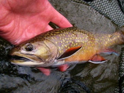 Trout Trout