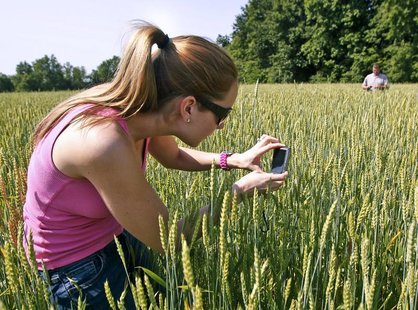 Karen Braun, a senior analyst for Lanworth Commodities, takes photographs of wheat during a study to determine how recent hail storms will e Karen Braun, a senior analyst for Lanworth Commodities, takes photographs of wheat during a study to determine how recent hail storms will e
