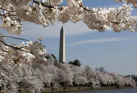 The cherry blossom trees around the Tidal Basin are in full bloom in Washington, March 19, 2012. REUTERS/Larry Downing The cherry blossom trees around the Tidal Basin are in full bloom in Washington, March 19, 2012. REUTERS/Larry Downing