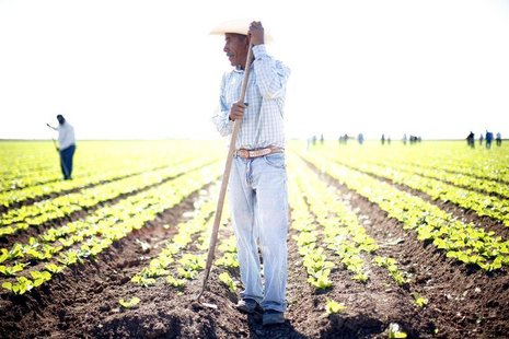 Workers labor at a romaine lettuce farm outside San Luis, Arizona November 9, 2010. REUTERS/Eric Thayer Workers labor at a romaine lettuce farm outside San Luis, Arizona November 9, 2010. REUTERS/Eric Thayer