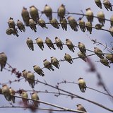 Migrating Birds Migrating Birds