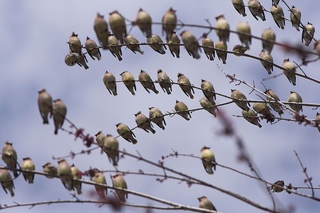Migrating Birds Migrating Birds