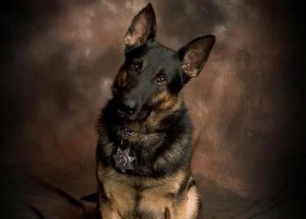 Wood County police K9 Toro Wood County police K9 Toro