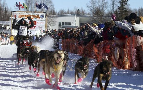 Defending Iditarod Champion Lance Mackey runs his team up the starting chute of the official start of Iditarod Trail Sled Dog Race in Willow Defending Iditarod Champion Lance Mackey runs his team up the starting chute of the official start of Iditarod Trail Sled Dog Race in Willow