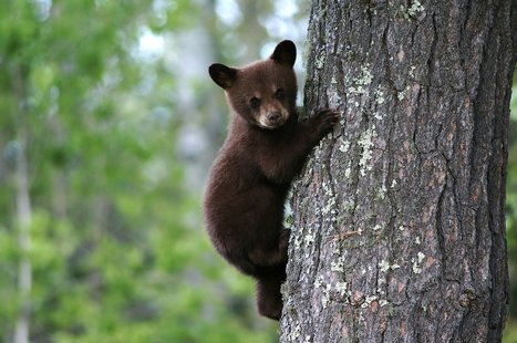 Law will let people interact with bear cubs in Michigan. Law will let people interact with bear cubs in Michigan.