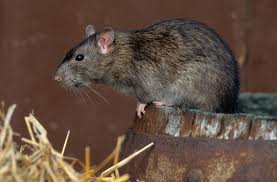 Rat
(Photo credit: Britanica.com) Rat
(Photo credit: Britanica.com)