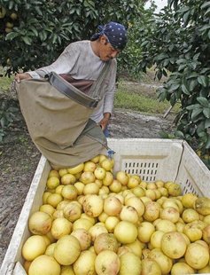 A grove worker dumps a picking bag of red marsh seedless grapefruit in a grove in Vero Beach, Florida December 1, 2010. REUTERS/Joe Skipper A grove worker dumps a picking bag of red marsh seedless grapefruit in a grove in Vero Beach, Florida December 1, 2010. REUTERS/Joe Skipper