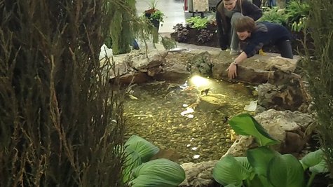 The Landscaping displays were some of the biggest draws at this year's event. It was certainly unusual to see a coy pond in the middle of such an event. The Landscaping displays were some of the biggest draws at this year's event. It was certainly unusual to see a coy pond in the middle of such an event.