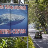 A sign advertising whale shark watching is pictured as a tricycle passes by in the village of Tan-awan, Oslob, in the southern Philippines i A sign advertising whale shark watching is pictured as a tricycle passes by in the village of Tan-awan, Oslob, in the southern Philippines i