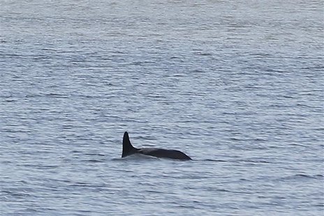 A dolphin swims in New York's East River, March 13, 2013. REUTERS/Brendan McDermid A dolphin swims in New York's East River, March 13, 2013. REUTERS/Brendan McDermid