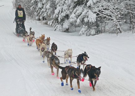 Beargrease Sled Dog Marathon Beargrease Sled Dog Marathon