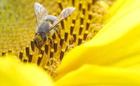 A bee collects nectar from a sunflower on a field near the northern Swiss town Leibstadt July 9, 2012. REUTERS/Arnd Wiegmann A bee collects nectar from a sunflower on a field near the northern Swiss town Leibstadt July 9, 2012. REUTERS/Arnd Wiegmann
