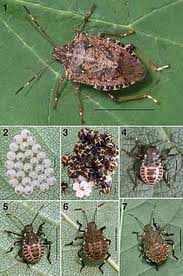 brown marmorated stink bug brown marmorated stink bug