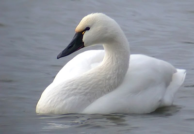 Tundra swan (courtesy of www.animalspot.net) Tundra swan (courtesy of www.animalspot.net)