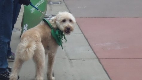 Every one wore their Irish finery, even if they were just an Irish setter for the day Every one wore their Irish finery, even if they were just an Irish setter for the day
