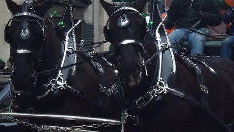 Draft horses pulled one float. Draft horses pulled one float.