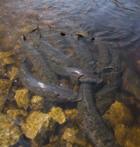 Sturgeon in shallow water before spring spawning season. Photo courtesy Wisconsin Department of Natural Resources.
Sturgeon in shallow water before spring spawning season. Photo courtesy Wisconsin Department of Natural Resources.