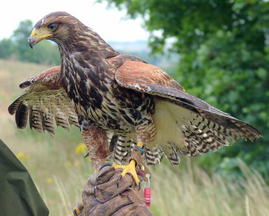 Falconry (courtesy of Wikimedia Commons) Falconry (courtesy of Wikimedia Commons)