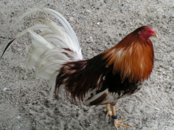 rooster rooster