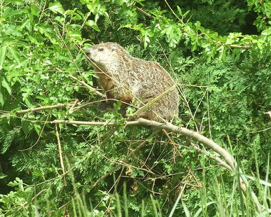Woodchuck (courtesy of commons.wikimedia.org) Woodchuck (courtesy of commons.wikimedia.org)