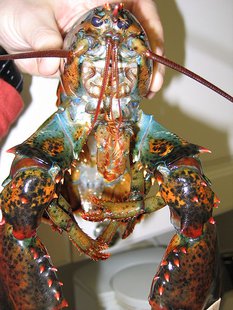 Lobster Lobster