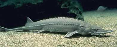 shovelnose sturgeon shovelnose sturgeon